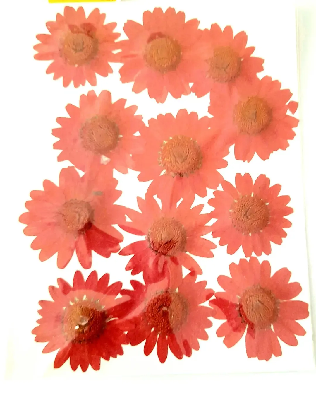 Pressed Daisy Flowers