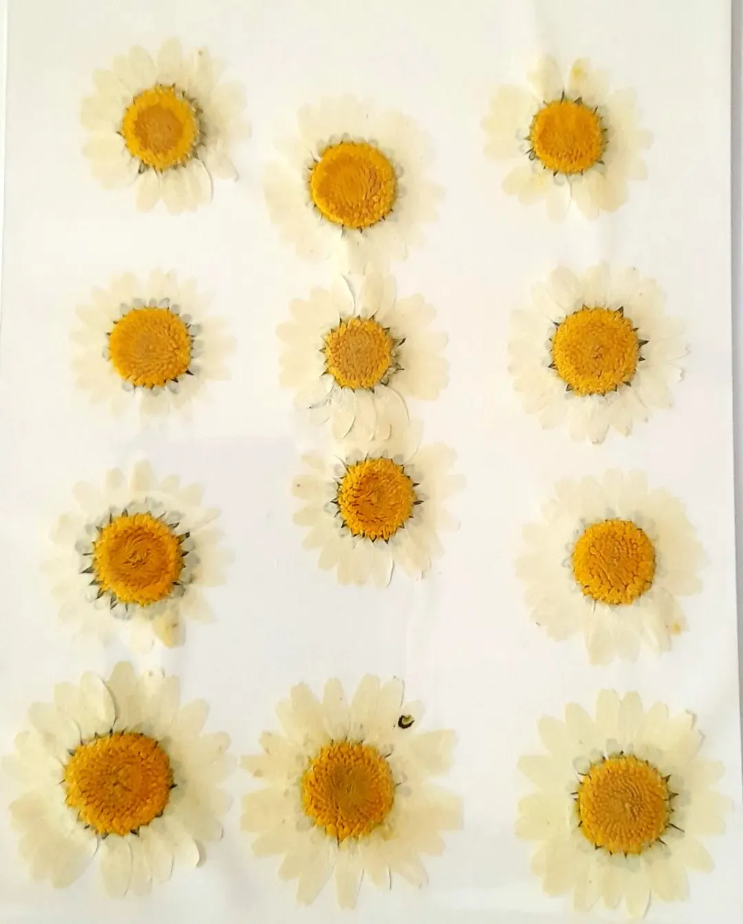 Pressed Daisy Flowers