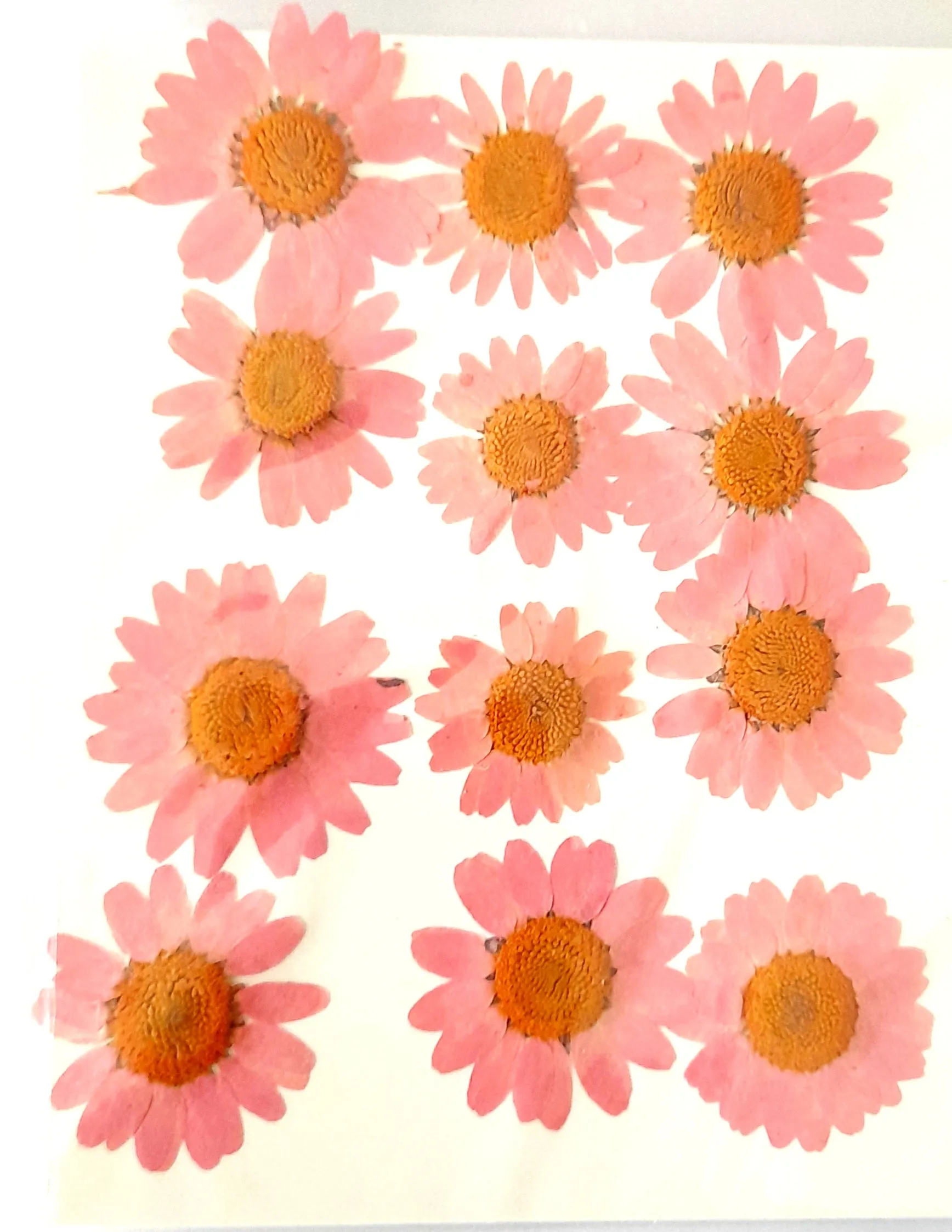 Pressed Daisy Flowers