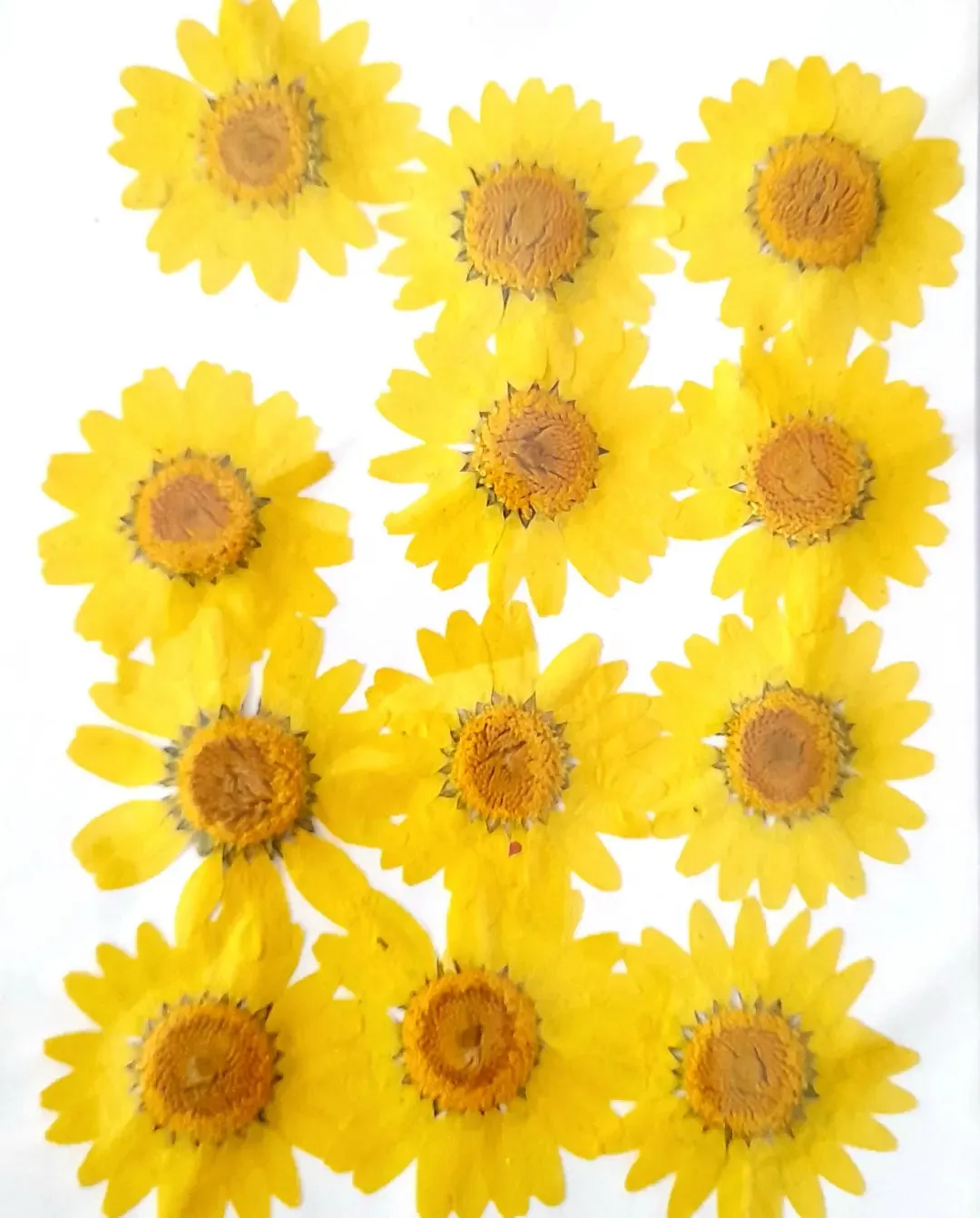 Pressed Daisy Flowers