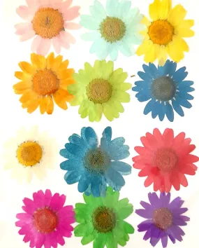 Pressed Daisy Flowers